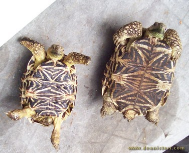female star tortoise and hatchling