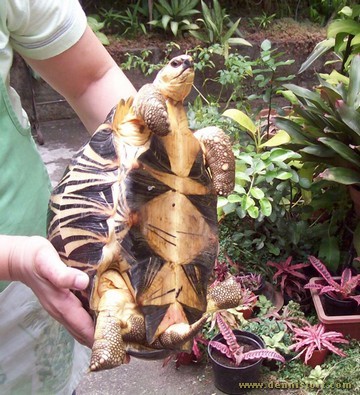 Soda the Radiated Tortoise in March 2010