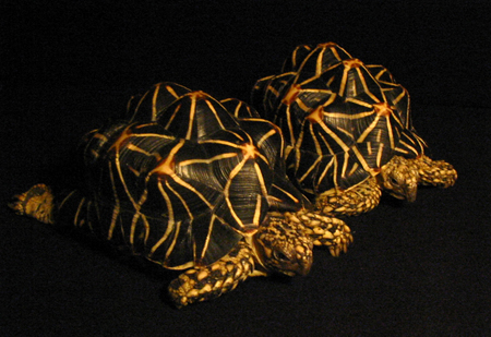 indian star tortoises philippines