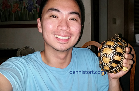 Radiated tortoises in the Philippines