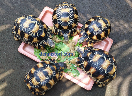 tortoise care in the philippines