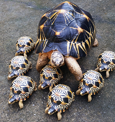 tortoise figurines