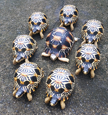 tortoise figurines