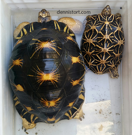 adult radiated tortoise compared to adult star tortoise