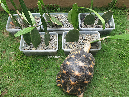 tortoise eating opuntia cactus