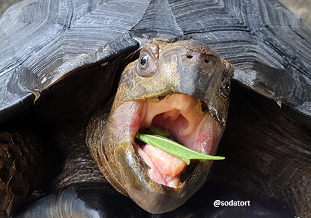 A tortoise with its tongue out and making a funny face