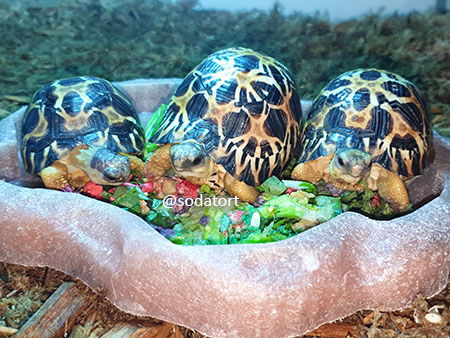 Radiated tortoise babies