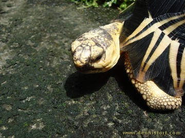 radiated tortoise philippines