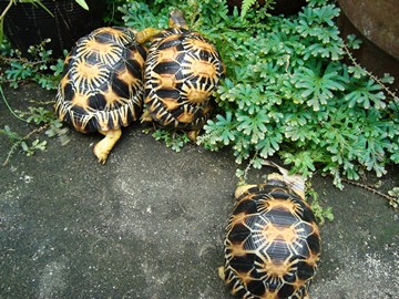 radiated tortoise yearling