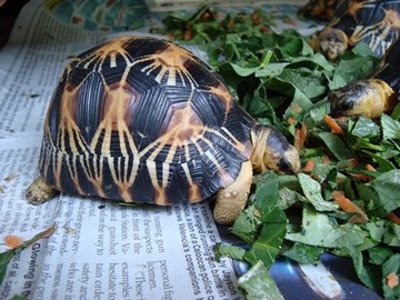 radiated tortoise philippines