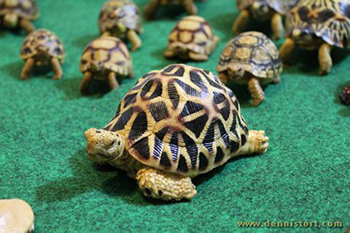 tortoise replicas