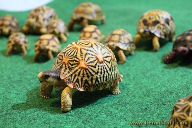 tortoise replicas and figurines
