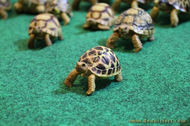 tortoise replica