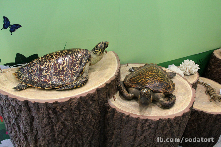 Tortoises in Hong Kong Botanical Gardens