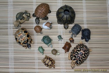 tortoise collection