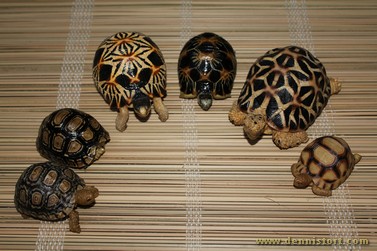 preserved tortoise