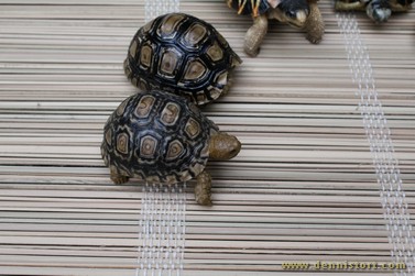 preserved tortoises