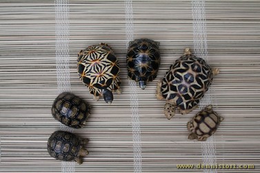 preserved tortoise