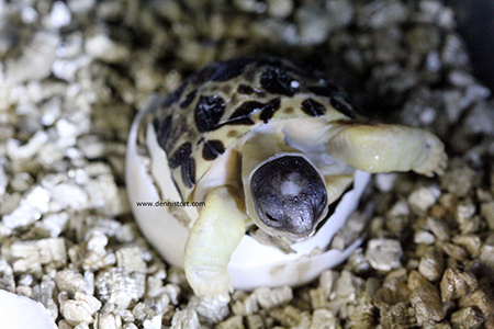 Radiated tortoise hatchling