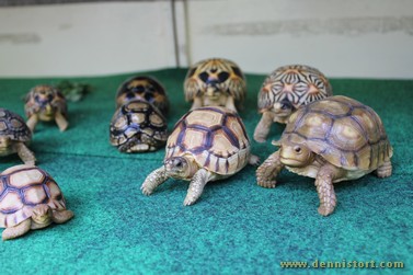 tortoise preservation