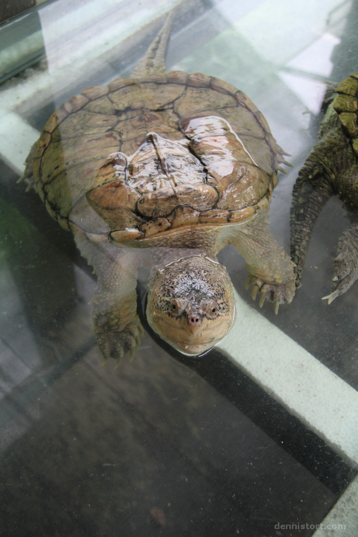 Live Turtle and Tortoise Museum in Singapore