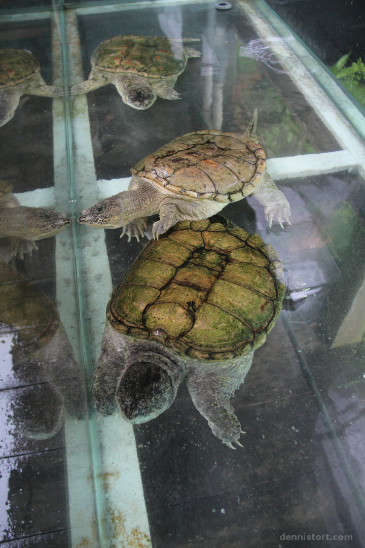 Live Turtle and Tortoise Museum in Singapore