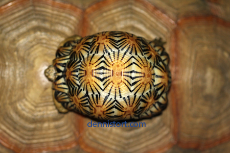 high yellow Radiated tortoise