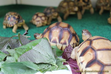 tortoise replica