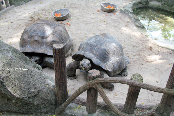 tortoises in faunaland jakarta