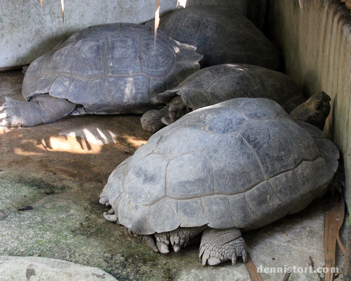 Tortoises in Dusit Zoo, Bangkok Thailand
