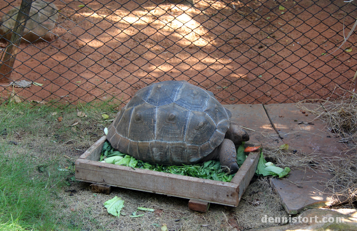 Tortoises in Dusit Zoo, Bangkok Thailand