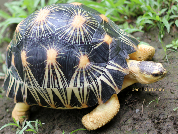 Radiated tortoises at Soda's Tortoise Garden Philippines