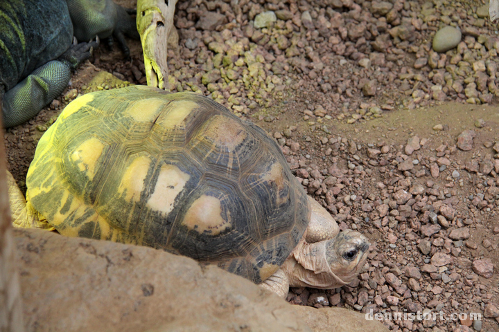 Tortoises in Indianapolis Zoo