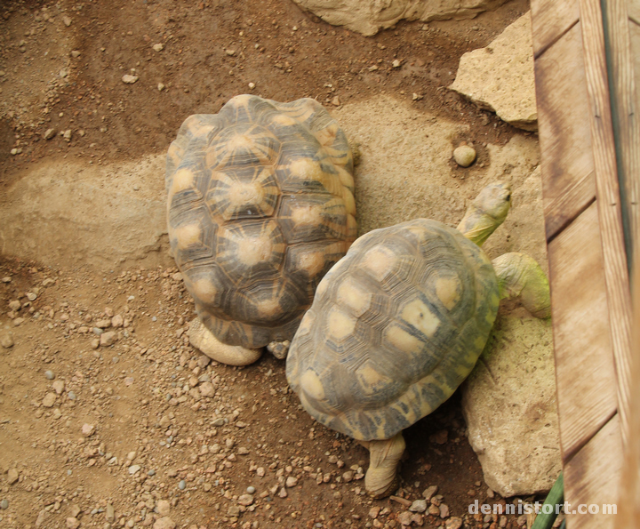 Tortoises in Indianapolis Zoo