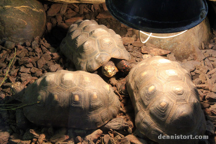 Tortoises in Taipei Zoo