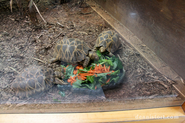 Tortoises in Taipei Zoo