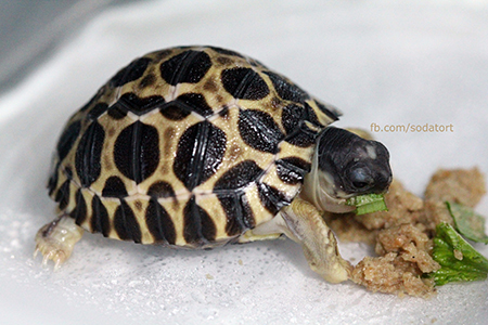 Radiated tortoise breeding