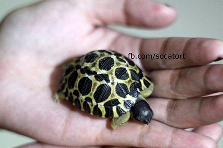 baby radiated tortoise