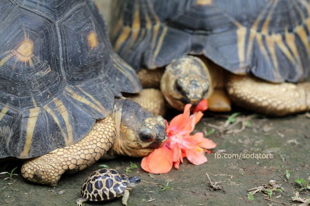 radiated tortoise breeders in the philippines and their baby radiated hatchling