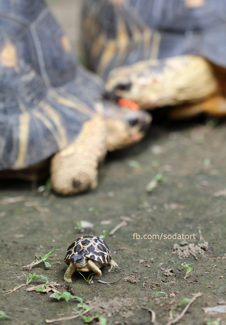 Radiated Tortoise hatchling