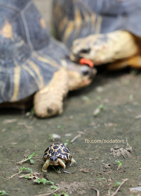 Radiated Tortoise hatchling