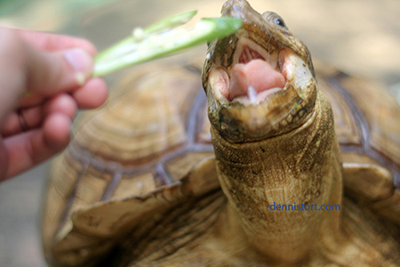 adult male sulcata tortoise eating okra, a common vegetable in the philippines