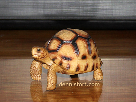 tortoise replica philippines