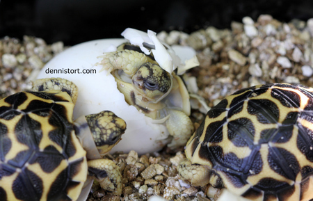 star tortoise hatchling