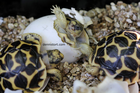 indian star tortoise egg