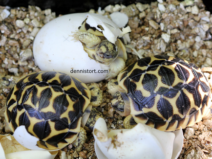 Indian Star Tortoise Hatchlings in the Philippines