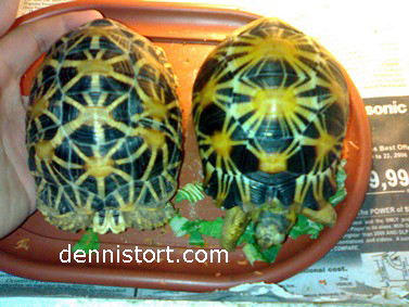 Difference between Indian Stars and Radiated tortoises