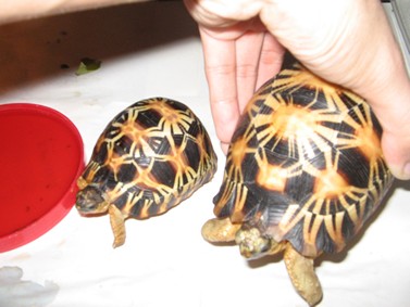 radiated tortoises philippines