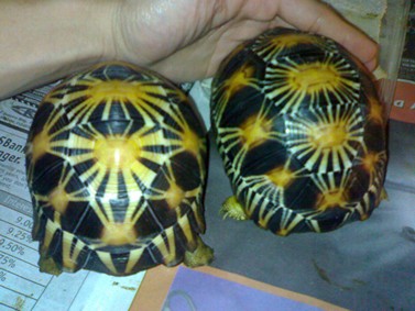 radiated tortoise pattern