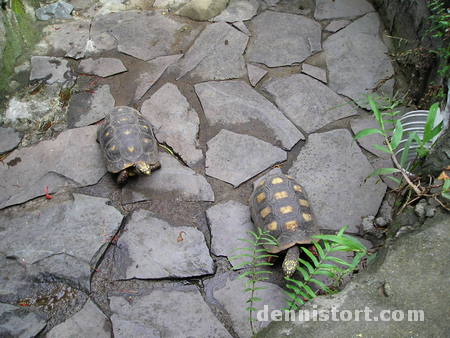 Tortoises in Avilon Zoo, Rizal Philippines